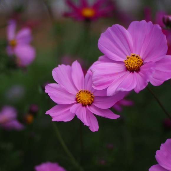 Meet your Posher, Faye - Picture 1 of 1